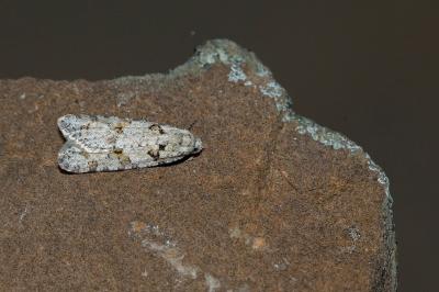 Eana canescana
