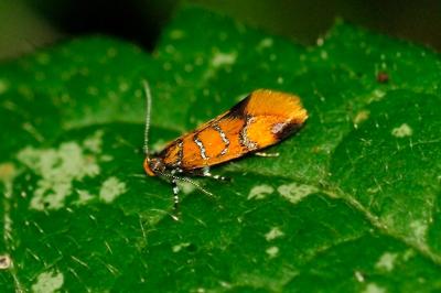 Promalactis procerella