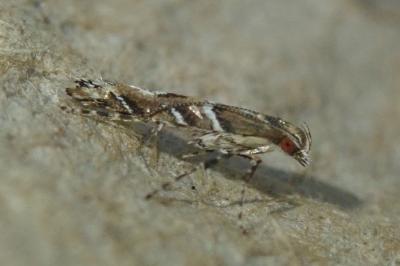 Acrocercops brongniardella