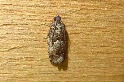 Cydia fagiglandana/splendana