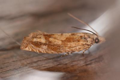 Eucosma tripoliana