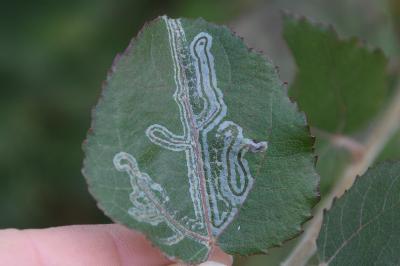 Phyllocnistis xenia