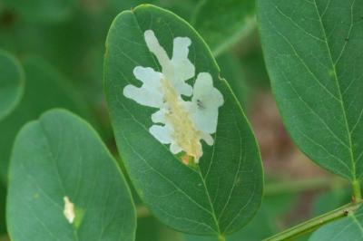 Parectopa robiniella