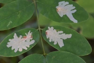 Parectopa robiniella