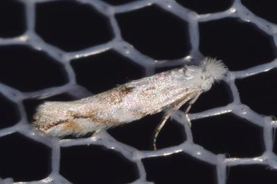 Bucculatrix albedinella
