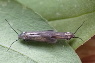 Augasma aeratella
