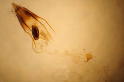 Augasma aeratella
