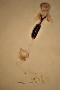 Coleophora albitarsella