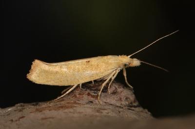 Ypsolopha alpella