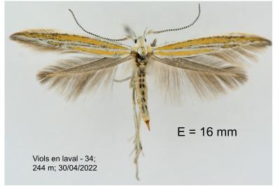 Coleophora vulnerariae