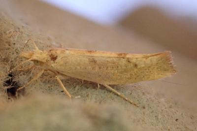 Ypsolopha alpella