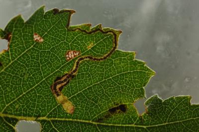 Stigmella betulicola