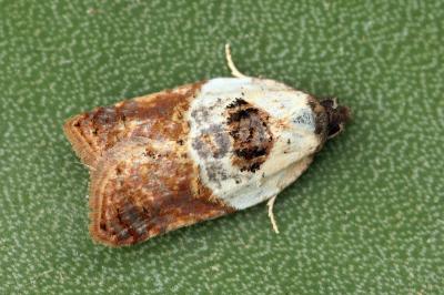 Acleris variegana