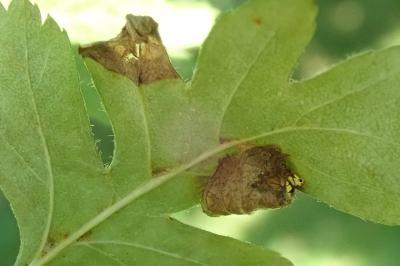 Parornix anglicella