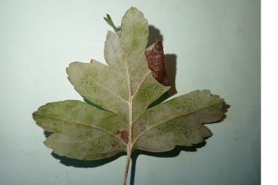 Parornix anglicella