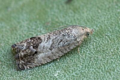 Cydia splendana