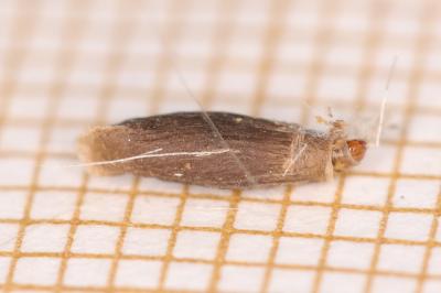 Coleophora asteris
