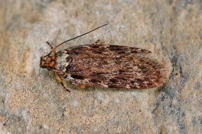 Depressaria ululana