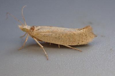 Ypsolopha alpella