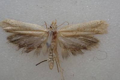Ypsolopha alpella