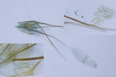 Monopis