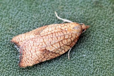 Acleris rhombana