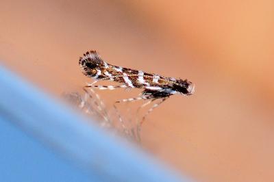 Parectopa ononidis