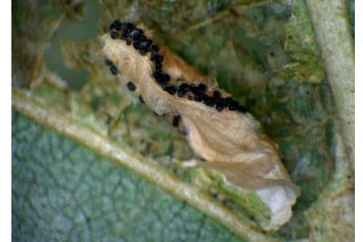 Phyllonorycter rajella
