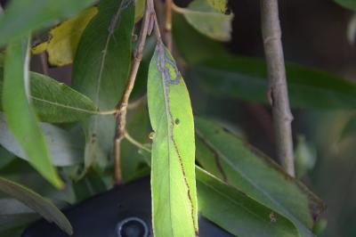 Phyllocnistis saligna