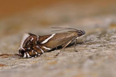 Glyphipterigidae
