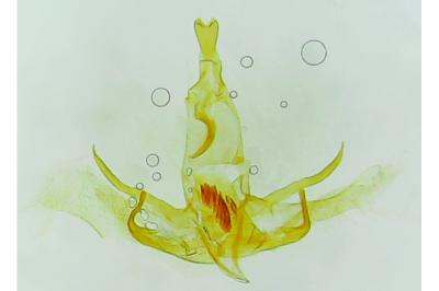Symmoca signatella