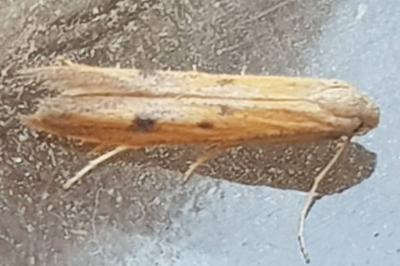 Epidola stigma
