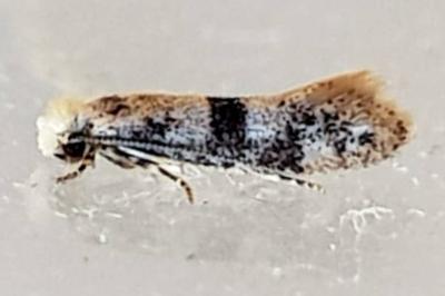 Infurcitinea atrifasciella