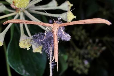 Emmelina monodactyla