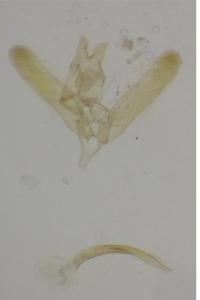 Elachista distigmatella
