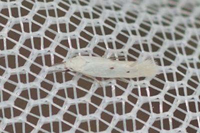 Elachista distigmatella