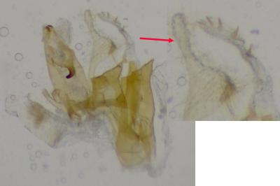 Aproaerema cinctelloides