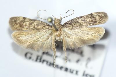 Gelechia turpella