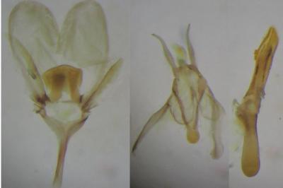 Ypsolopha asperella