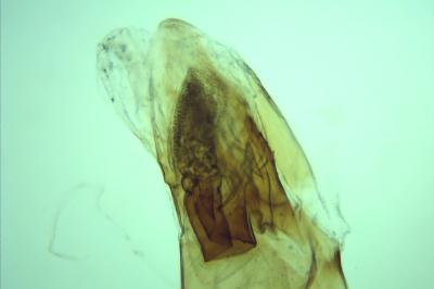 Acompsia tripunctella