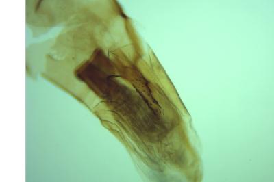 Acompsia tripunctella