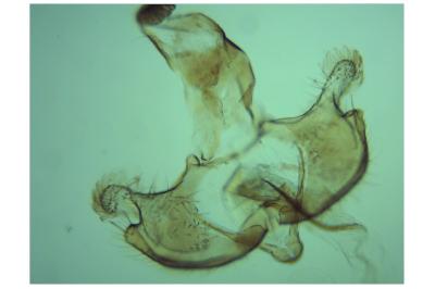 Coleophora currucipennella
