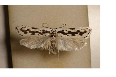 Ethmia pusiella