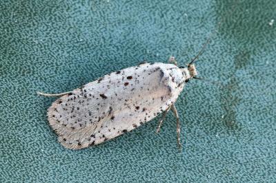Agonopterix adspersella