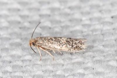 Glaucolepis thymi