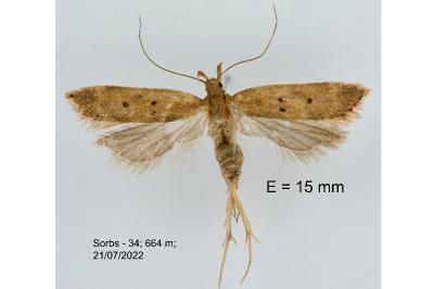 Helcystogramma lutatella