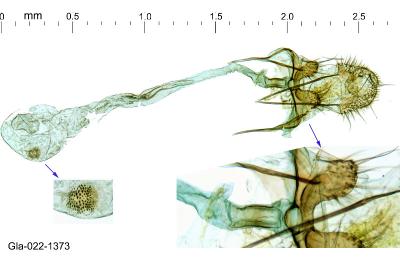Paraswammerdamia nebulella