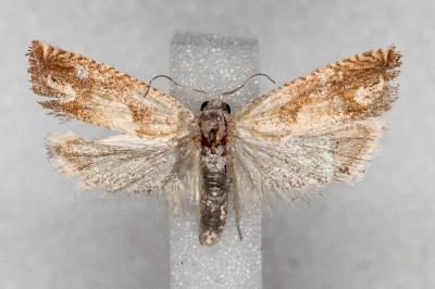 Eucosma conterminana