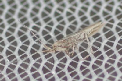 Coleophora albicans