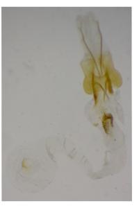 Coleophora albicans